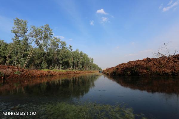 Indonesia Dilemma: Palm Oil vs. Peatland Protection