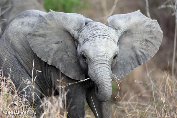 California Introduces Bill to Close Ivory Loophole