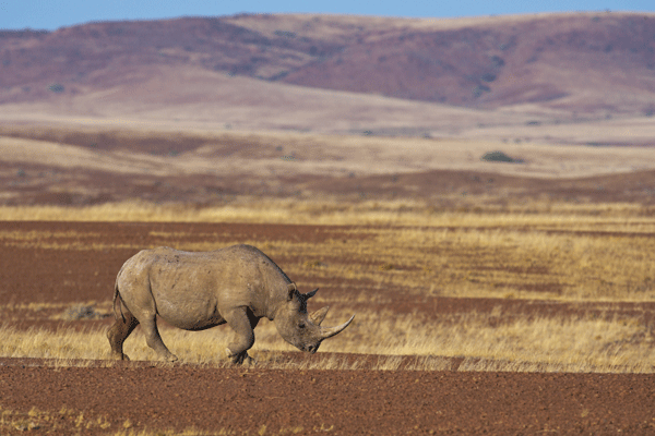 Namibia: Rhinos and Communities Working Together