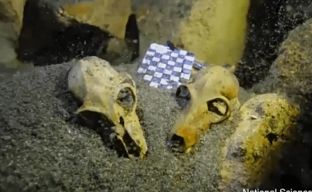 Underwater Cave Found to House Large Fossil Graveyard (Video)