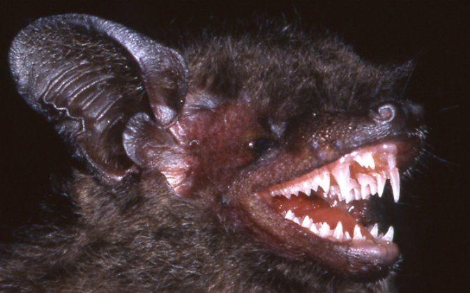 New Bat Species Has Fangs You Won’t Believe