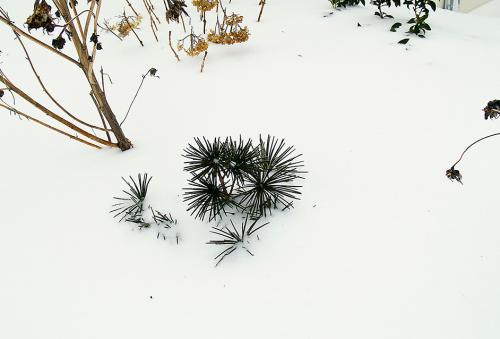 Get Your Plants Ready for Another Tough Winter