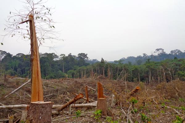Kalimantan Community Stops Logging in Indonesia