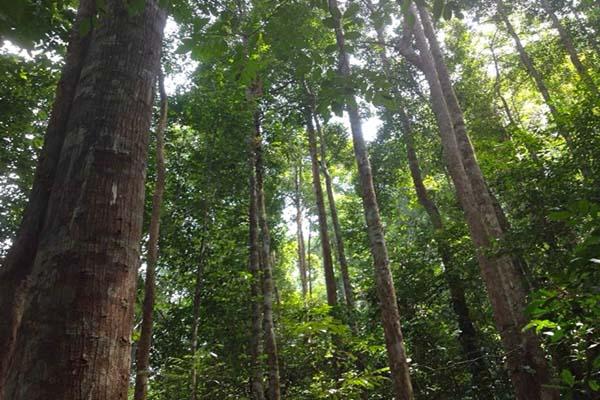 Palm Oil Threatens Community Forest in Central Kalimantan