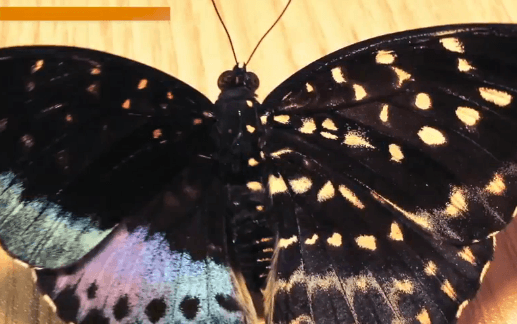 Rare Half-Male, Half-Female Butterfly Discovered (Video)