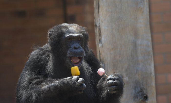New York Judge Backtracks on Decision to Recognize Chimps as Legal Persons
