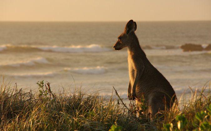 Man Knocked Unconscious After Kangaroo Headbutts Him in Western Australia