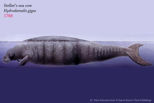 Ocean Extinctions: Fifteen Species We Shall Never See Again