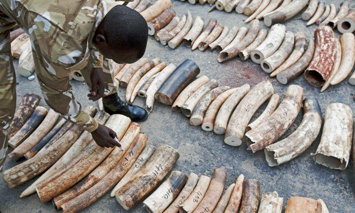 The Bogus Link Between Ivory and Terrorism