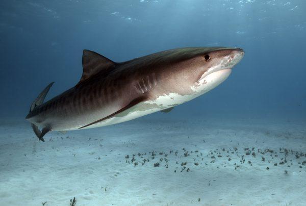A stock photo of a tiger shark (Greg Amptman/Shutterstock)