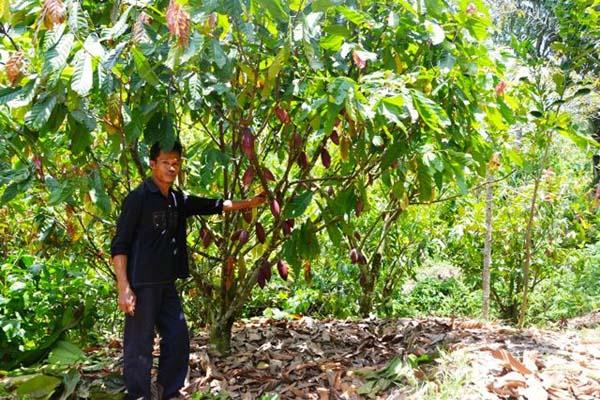 Farmers Help Restore Degraded Forests in Sulawesi