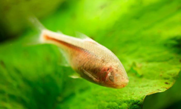 Even Blind Fish Get Around Thanks to ‘Sixth Sense’