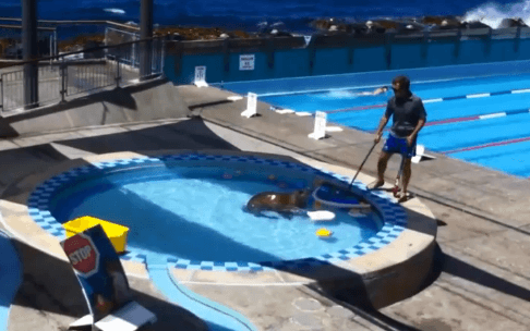 Sea Lion Goes for a Swim in Public Pool (Video)