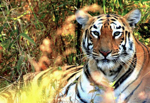 India’s Tiger Population up by More Than 500 Animals in 4 Years
