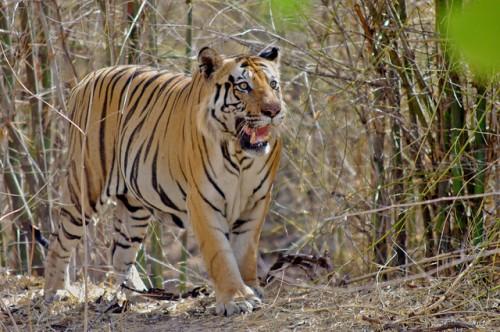India’s Tiger Numbers Rise to 2226