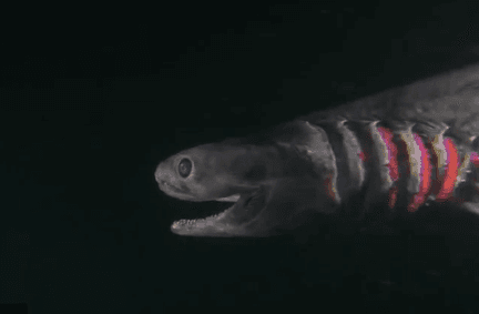 Rare Frill Shark Caught in Australia (Video)