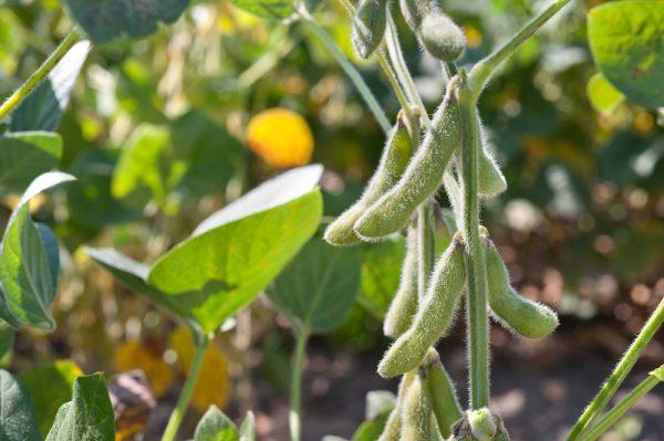 Soybeans have been used in crop rotation for centuries to bring nitrogen and other nutrients into the soil. (Shutterstock)