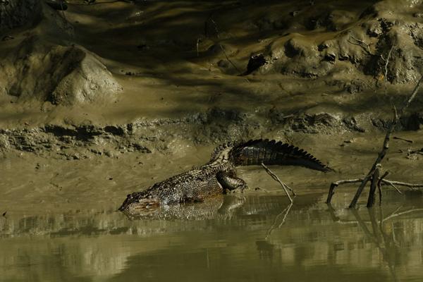 Sundarbans Still Reeling From Effects of December Oil Spill