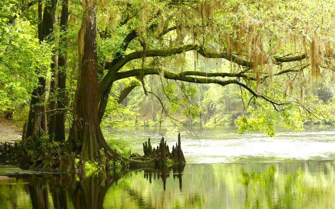 Florida’s Babcock Wilderness, Where Man and Nature Live in Harmony
