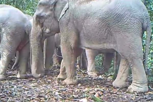 Rare Wildlife Caught on Video in Thailand