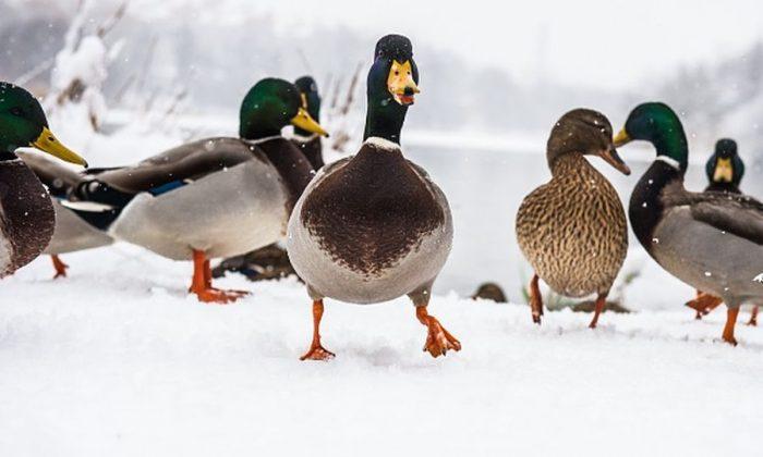 First Case of H5N1 Bird Flu Found in US Wild Duck: Should You be Worried?