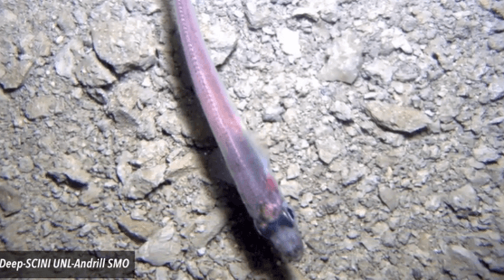 Fish Found Living Deep Below Antarctic Ice (Video)