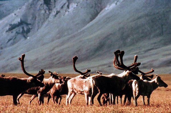 Caribou grazing inside the Arctic National Wildlife Refuge, Alaska. (AP Photo/U.S. Fish and Wildlife Service)