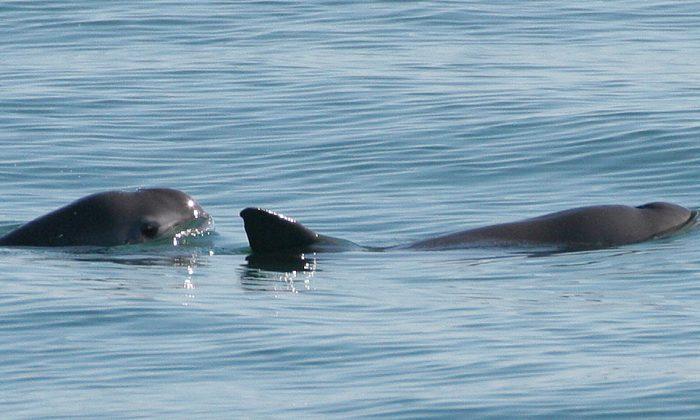 Smallest Cetacean on the Brink of Extinction in Mexico