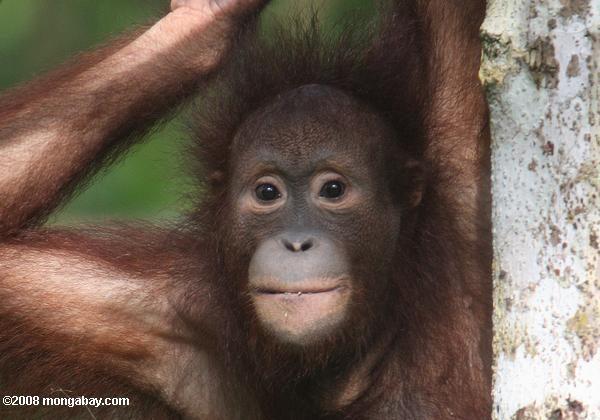 Half of Borneo’s Mammals Could Lose a Third of their Habitat by 2080