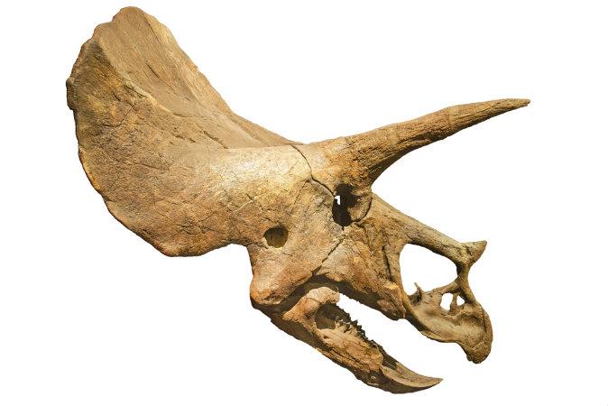 Did Humans Walk the Earth With Dinosaurs? Triceratops Horn Dated to 33,500 Years