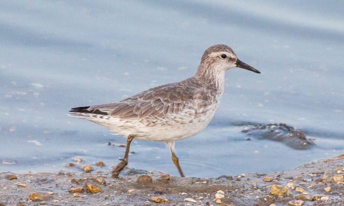 A Traveler in Trouble Gets the Protections It Needs: The Threatened Red Knot