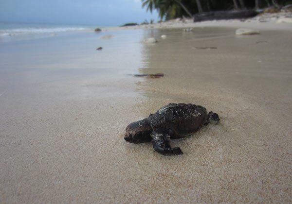Hawkbill Sea Turtles Making a Comeback in Nicaragua
