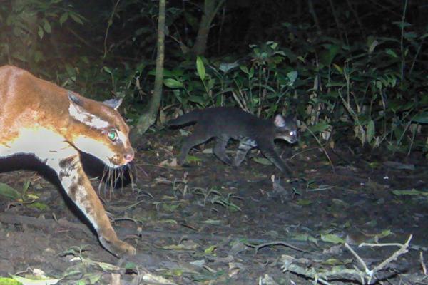 Scientists Capture First Photos of African Golden Cat Kittens
