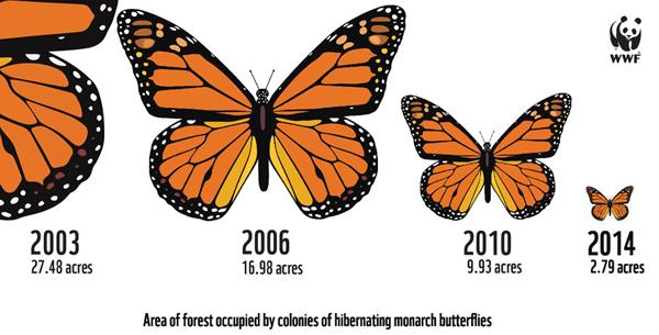 Monarch Butterfly Population Recovering, But Still in Danger
