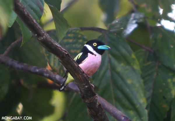 Burma’s Bird Species Count Jumps to 1114