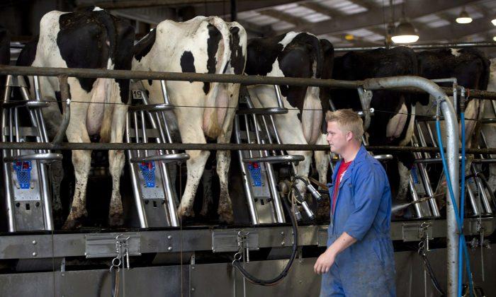 Aussie Government Provides $20,000 Grants to Help Dairy Farmers Amid Pandemic
