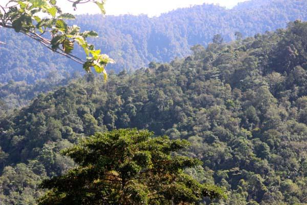 Sumatran Community Taking Charge of Forest Protection