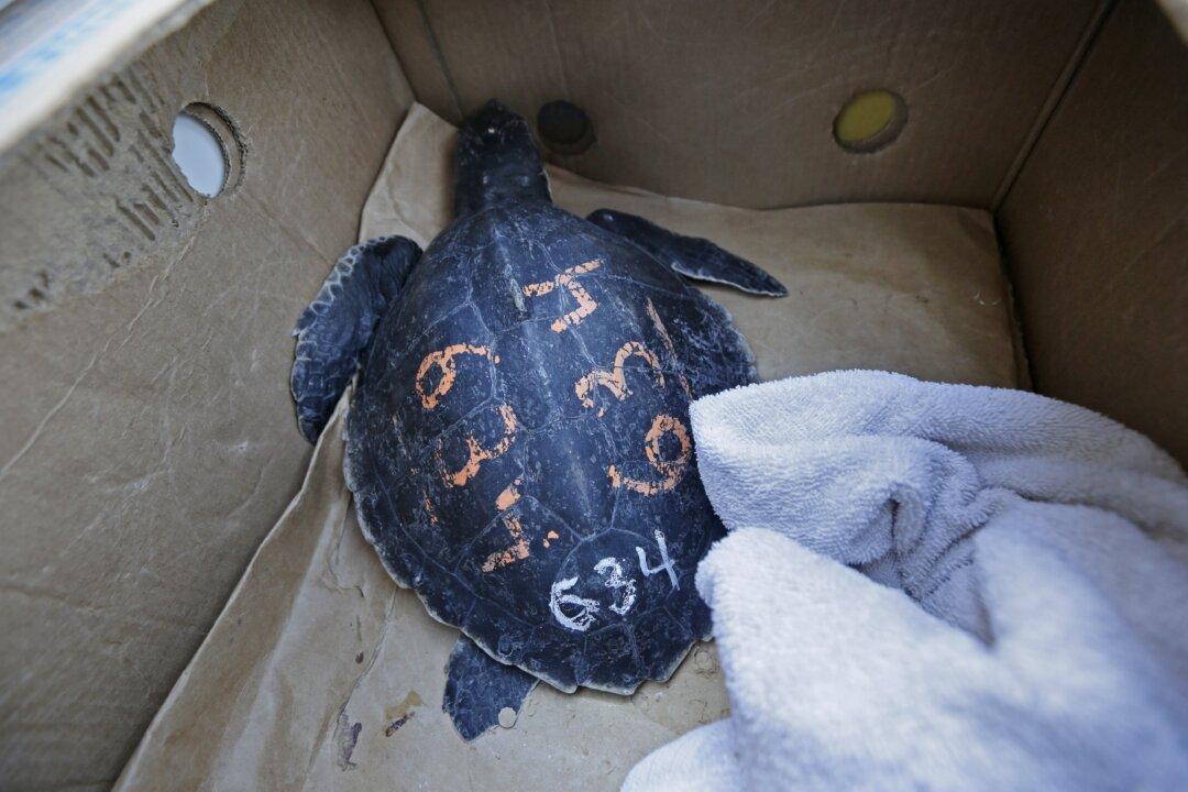 Poaching of 1,700 Protected Turtles Leads to Trafficking Charges in Arizona