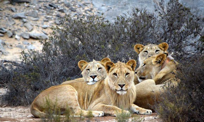 Namibia’s Desert Lions