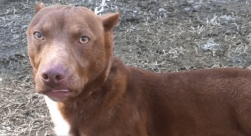 Dachshund/Pit Bull Mix Shelter Dog Becomes New Internet Star (Video)