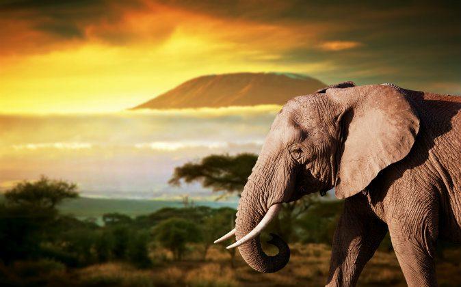 5 Must-See Kenya Safari Spots
