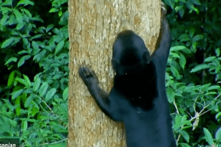 Strange Creature Spotted in Malaysia Turns Out to be Sun Bear (Video)