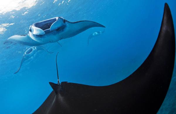 Illegal Manta Ray Trader Punished in Indonesia