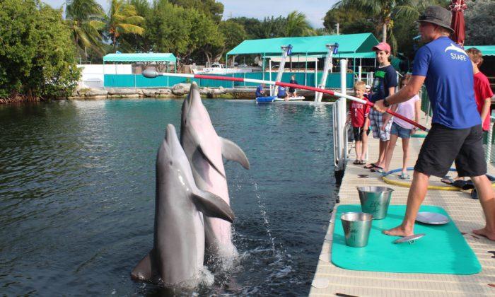 Did You Ever Swim With a Dolphin?