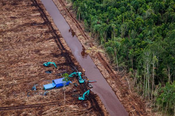 Indonesian Forestry Giant Continues to Destroy Forests