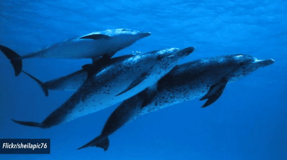 Researchers Observe Atlantic Spotted Dolphins Grieving (Video)