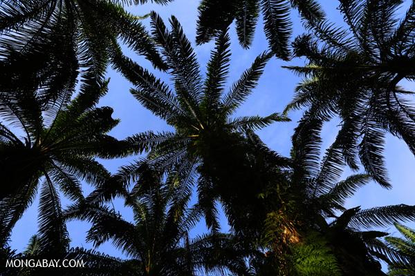 Palm Oil Major Makes Deforestation-Free Commitment