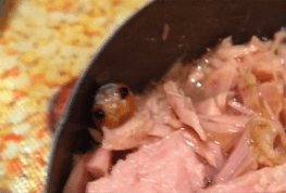 Mystery Creature in Woman’s Can of Tuna Possibly Identified (Video)