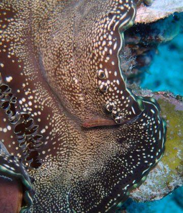 How Do Giant Clams Effect the Oceans?