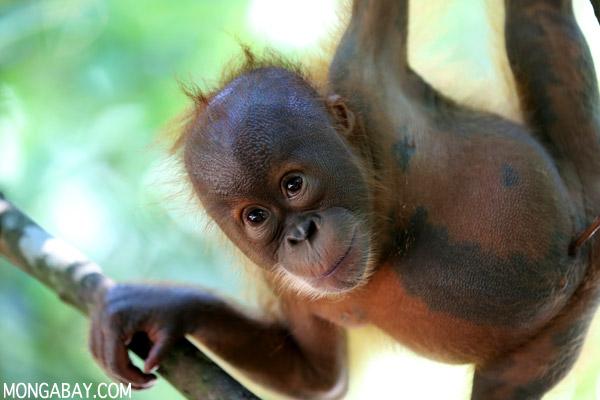 Is a Pulp Mill in Sumatra Denying Community Forest Rights?